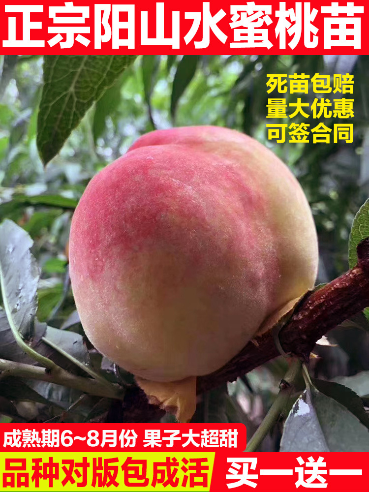 无锡阳山水蜜桃苗嫁接苗桃树果苗地栽南北方种植活苗当年结果跨境