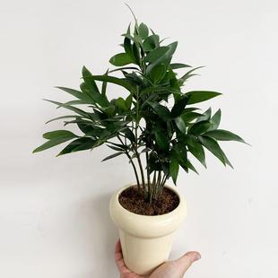 Bamboo and Cypress Potted Plants for Living Room, Bamboo Indoor Easy-To-Grow Green Plants, Fresh Plant Bonsai