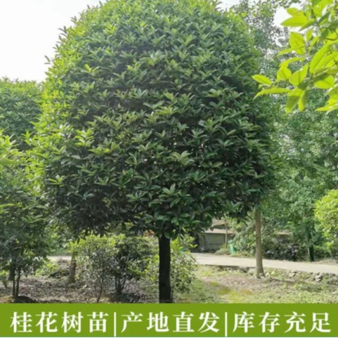 Саплинги с османтусом 3-20cm Шарик османтуса с высоким столбом Клетка с османтусом Дерево османтуса Садовое дерево османтуса