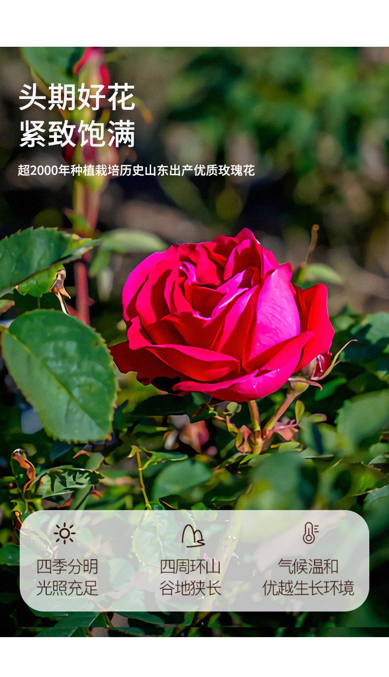 Rose Bud Tea Mei Gui Hua 玫瑰花冠 Dried Rose Flower Buds 60g Canister Herbal Infusion quality and texture