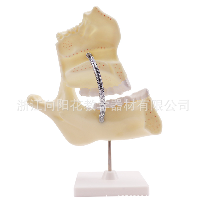 供应337儿童牙列模型 放大3倍 带底座 生物医疗教学模型