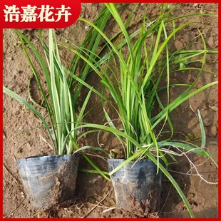 Manufacturer Supplies Multi-Bud Ophiopogon Japonicus, Phnom Penh Broad-Leaf Ophiopogon Japonicus, Dwarf Ophiopogon Japonicus, Park Community Landscaping Lawn