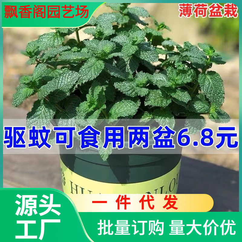 Dropshipping Mint Potted Edible Lemon Mint Hydroponic Plant Rosemary Pothos Green Plant Indoor Flower