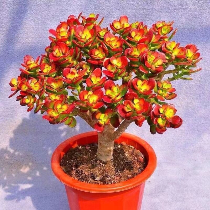 Money Tree Succulent Jade Tree Potted Plant Old Stump Easy to Care for All Seasons Indoor Green Plant Flower Base