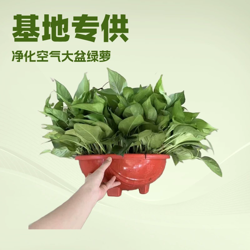 Очистите воздух в помещении 5 горшков от основания для подачи большого количества комнатных декоративных растений зеленого укропа Горшки A360