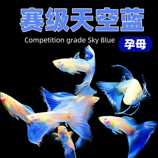 �R�a��ĸ��ȸ�~����^�p�~�~�缃�N���B��ˮ�Ꭷ�ͻ��Pβ�Ꭷ�~