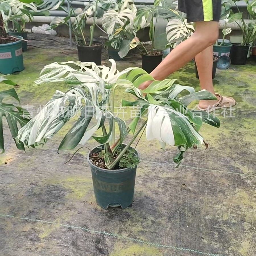 三黄龟背竹洒金薄荷龟背竹短径黄龟背竹白怪兽薄荷龟背竹盆栽基地