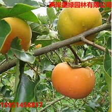 甜脆柿子树盆栽果树特大嫁接树苗庭院地栽活苗南北方种植当年结果