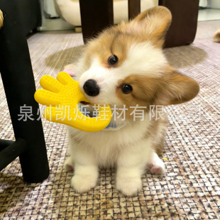 evaɳ�����������ĥ���坍���X����Ȯ��ë��Ȯ�»�؈���␞�S��