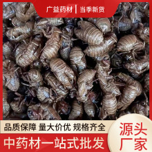 材批发蝉蜕不熏硫蝉壳知了皮蝉退壳蝉衣枯蝉现货量大从优