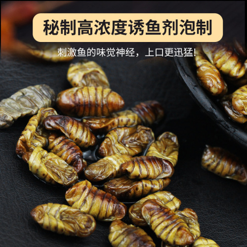 Silkworm chrysalis bait, live bait soaked in Chinese medicine to attract fish, herring, carp, grass carp, wild fishing giant bait
