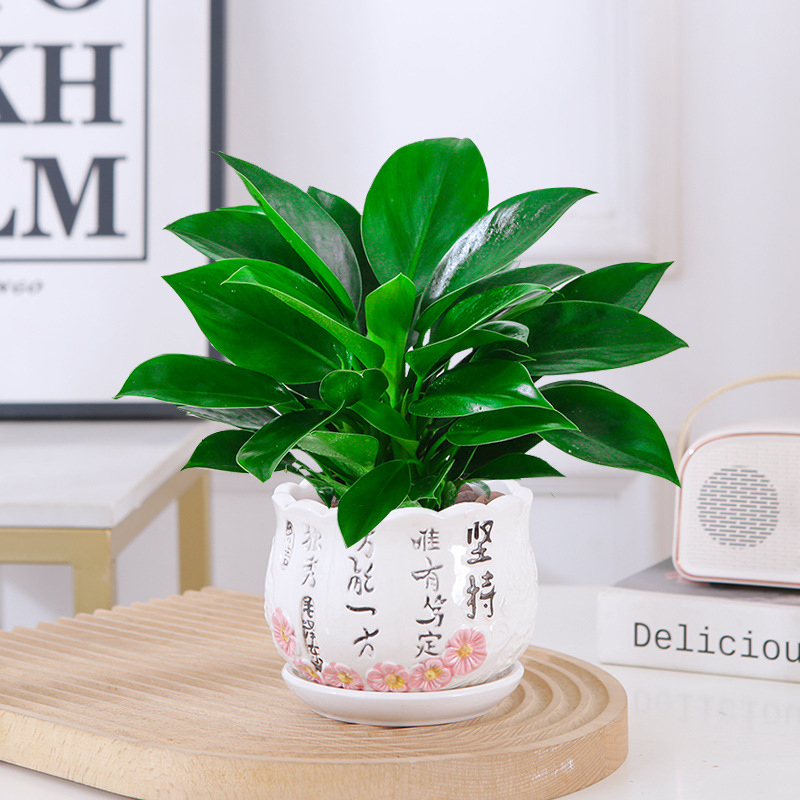 [핫셀링 모델] 골든다이아몬드 25cm 3그루(세라믹 세면대) + 영양액