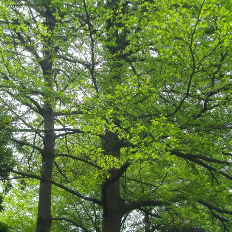 新采小叶榄仁种子 细叶榄仁种子 非洲榄仁种籽林木行道树种子