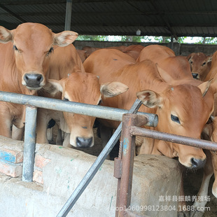 �����Sţ������ţ�� �����Sţ���w�����Sţ��ţ�� Сţ��r��