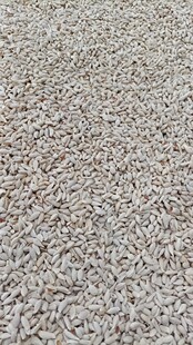 �������ʙ�����