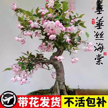 ���z���Ļ������r���ļ����ܘ����辰�Ϙ�����ֲ���҃Ȼ��Gֲ�滨