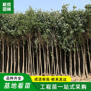 Large-Leaf Ligustrum Trees Are Now Dug and Sold. Courtyard Scenic Spot Shape Trees, Landscape Trees, Evergreen Trees, Tall Pole Ligustrum Saplings