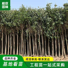 大叶女贞树现挖现卖 庭院景区造型树风景树常绿乔木高杆女贞树苗