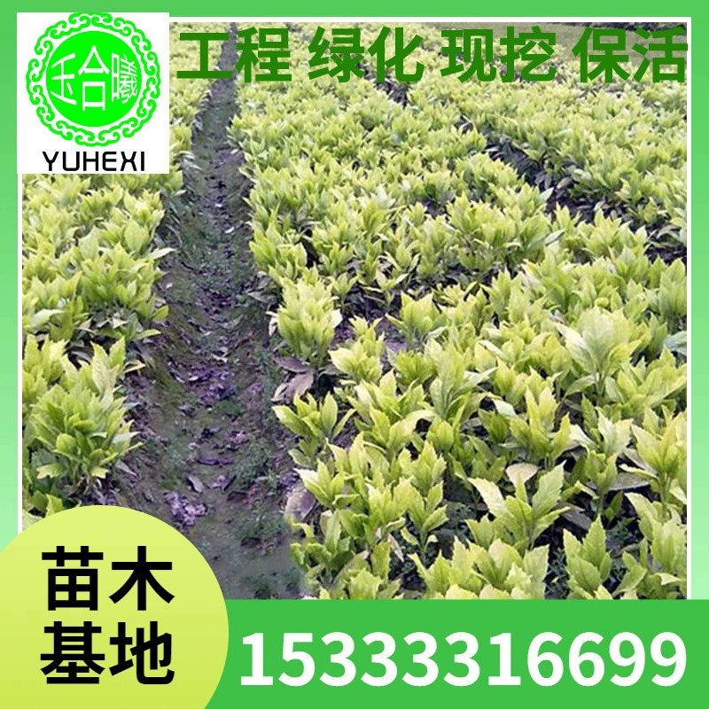 Оптовые золотые коралловые почвенные шарики с хорошей шириной короны и хорошими листопадными кустарниками, высокая выживаемость высококачественных саженцев, большое оптовое количество и отличная цена.