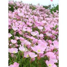 美丽月见草种子多年生宿根四季易活花种籽子庭院阳台盆栽耐寒花籽