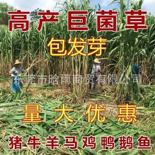 ���ͻ���ݷN�Ӿ޾��ݷN�Ӷ��������ݷN���u���Z�iţ���~���ݷN��