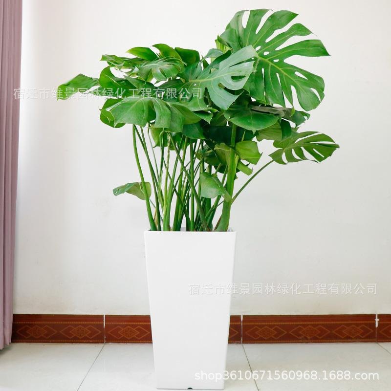龟背竹大型盆栽绿植盆景室内客厅四季常青大叶水培植物观赏-阿里巴巴