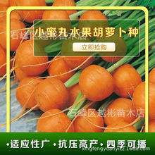 永红小蜜丸水果胡萝卜种子 草莓甜脆四季小菜园胡萝卜籽 阳台盆栽