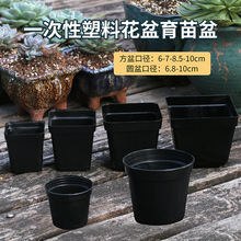 一次性花盆塑料小黑方君子兰小苗育苗盆黑色小方盆多肉大棚专用