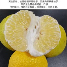 正宗嫁接春香桔柚果树苗黄金贡柚象山青桔苗盆地栽南方种植包成活