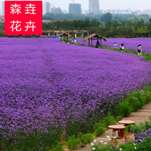 �R�޲���ľ ���ݻ������l��ľ�R�޲� ����ă�������ľ�R�޲�