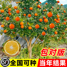 江西赣南脐橙苗嫁接纽荷尔脐橙苗血橙南方北方种植果树苗橙子树苗