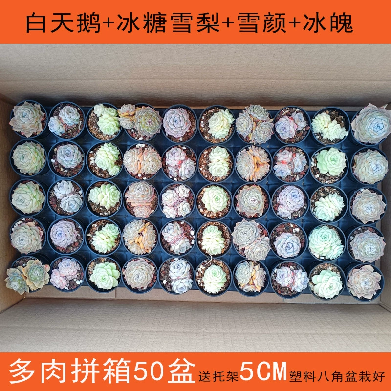 S2 высококачественное сочное растение с горшком целая коробка сочная супермаркет оптовая продажа детский сад студенческий подарочный киоск зеленое растение горшечное растение