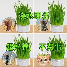 ؈��؈��ʳ��ë��ë�o�����b؈��؈��ˮ�౭��ë��؈����߶��X��