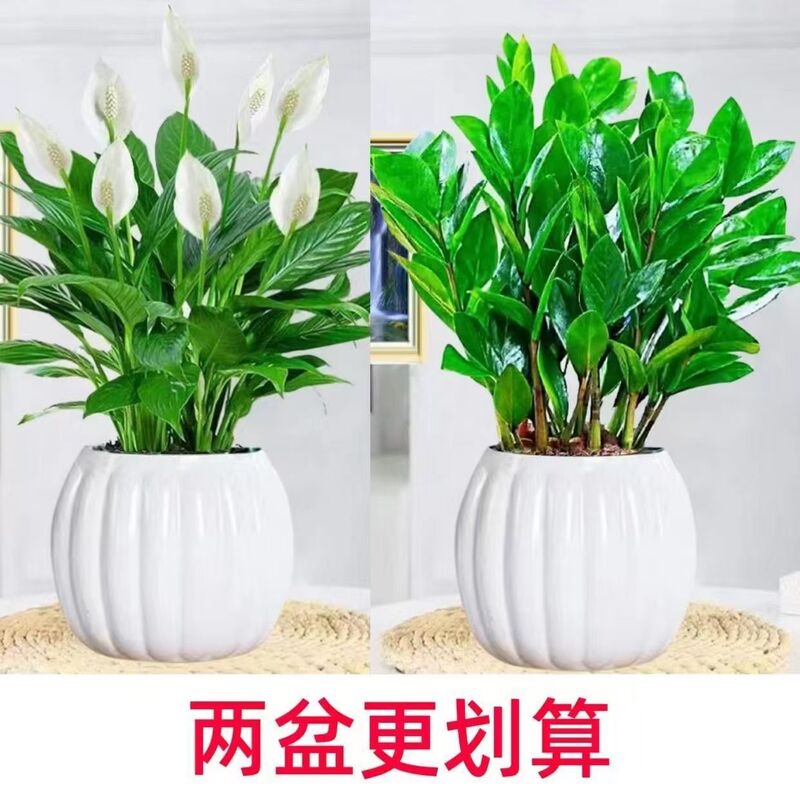 White Palm Potted Plant, Smooth Sailing Indoor Hydroponic Plant, Purifies the Air in the Office, Absorbs Formaldehyde, and Displays Flowers in All Seasons White Palm Potted Plant, Smooth Sailing Indoor Hydroponic Plant, Purifies the Air in the Office, Absorbs Formaldehyde, and Displays Flowers in All Seasons