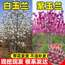 �V���m���玧���������m������ͥԺ���̘��绨�����ԾG���ͺ����