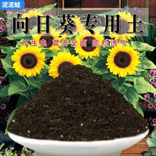 向日葵专用土葵花盆栽地栽种植泥土葵花籽育苗土通用型有机营养土