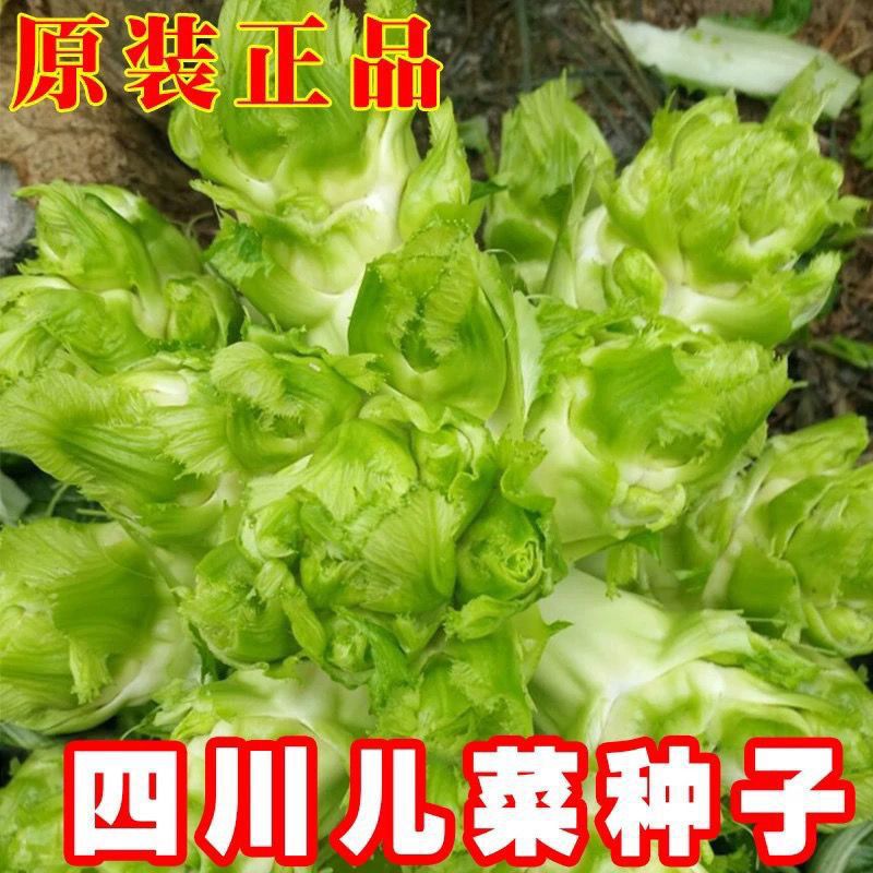 原厂四川儿菜种子早熟抱子芥娃娃菜胖儿子菜冬秋季盆栽庭院蔬菜子