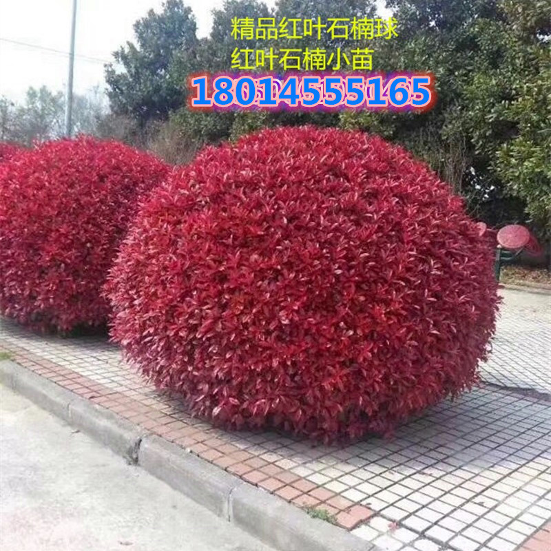 批发红叶石楠苗红花继木金森女贞庭院工程绿化苗篱笆苗木树小苗球