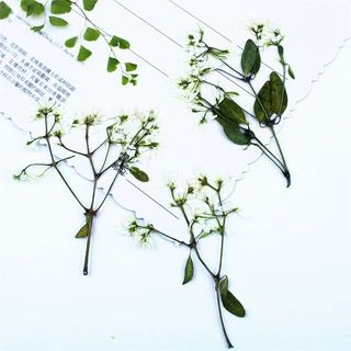 飘雪花干花压花批发植物标本真花标本押花滴胶手机壳书签儿童台灯
