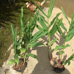 ����ֱ�N �Gɽ�� Ұ���� СԺֲ�� Ժ���^�~�^���Gֲ