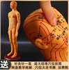 Copper color hard model [54cm female model] arm can turn digital scale