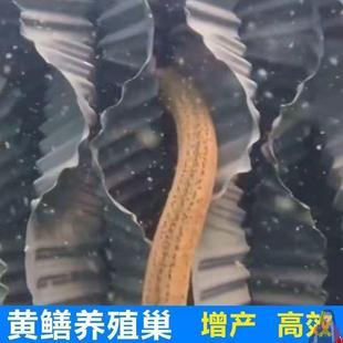 �S�XС���r�����糲Ѩ�߰��C�з���qˮ�������Bֳˮ��ȫ��