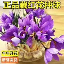 �ؼt���N�������Ի��ܷ��t���N�玧ѿ���t���҃�����ș�ķNֲ���