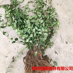 Wholesale of Fufangteng Seedlings, Climbing Vines, Crawling Base Direct Sales of Small-Leaf Fufangteng Engineering Greening Seedlings