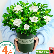 大盆栀子花树苗花卉绿植盆栽室内植物花苞枝枝花四季开观花好养