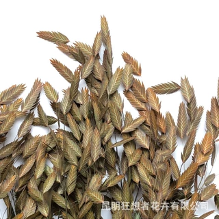 狂想者永生花工厂小盼草干花束亚马逊家居装饰草花叶材鲜花花卉