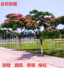 合欢树苗合欢苗绒花树苗芙蓉花树苗庭院盆栽合欢花苗绿化工程树苗