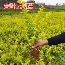 һ�����l���~Ůؑ��С�~Ůؑ���~ŮؑͥԺ�h�����Ϳ����Gֲ���̾G