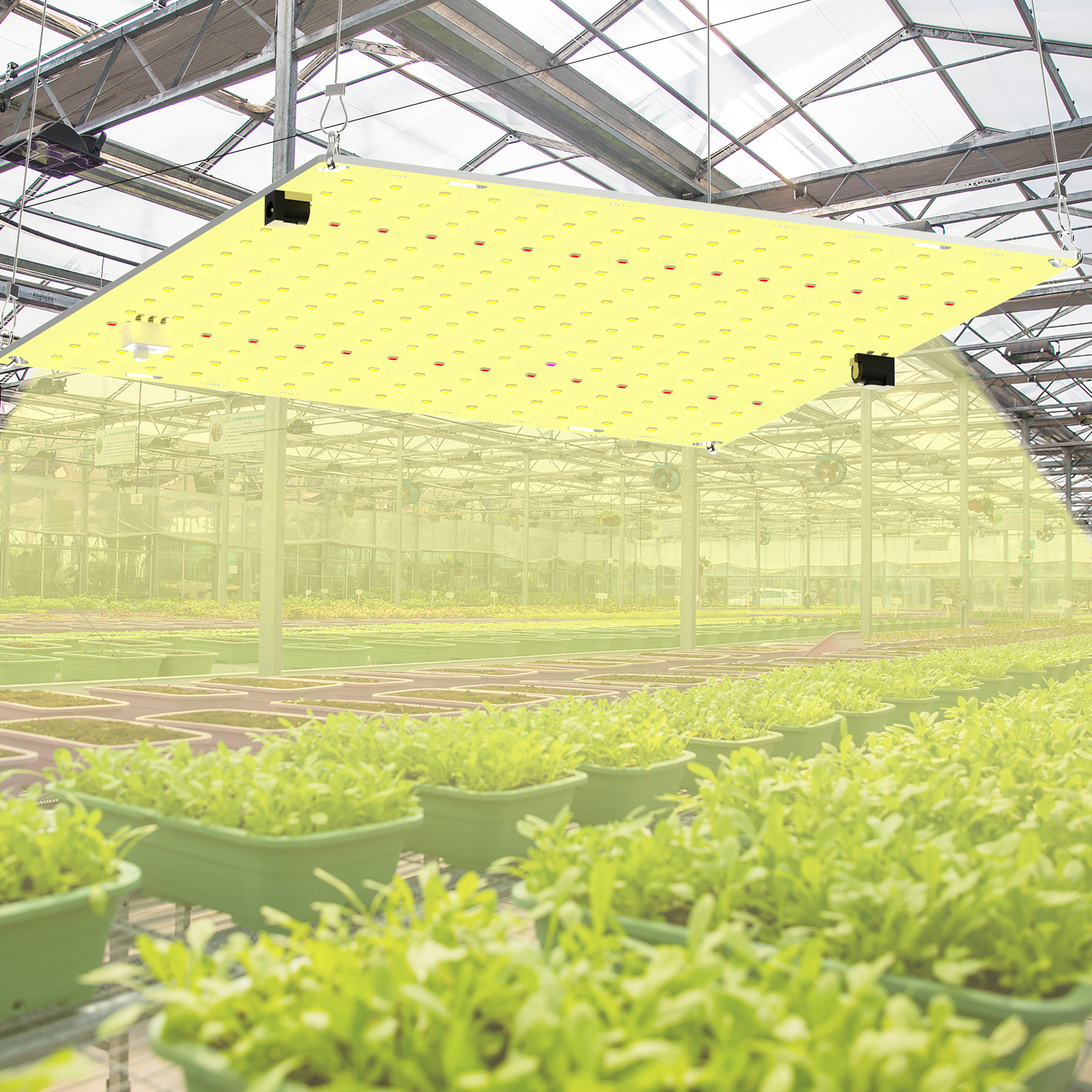 Lámpara LED regulable de fábrica para el crecimiento de plantas, 650W 1500W, luz cuántica suplementaria para plantas suculentas y plántulas
