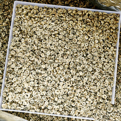 広西横県産 ジャスミン茶 2025年 濃香タイプ 白玉螺 花茶（茶葉） 花香茶